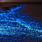 Maldivler tatilinde görebileceğiniz en büyüleyici doğa olayı olan Yıldız Denizi (Noctiluca scintillans) nedir, ne zaman ve nerede görülür? Detaylar ve en iyi tatil paketleri burada!