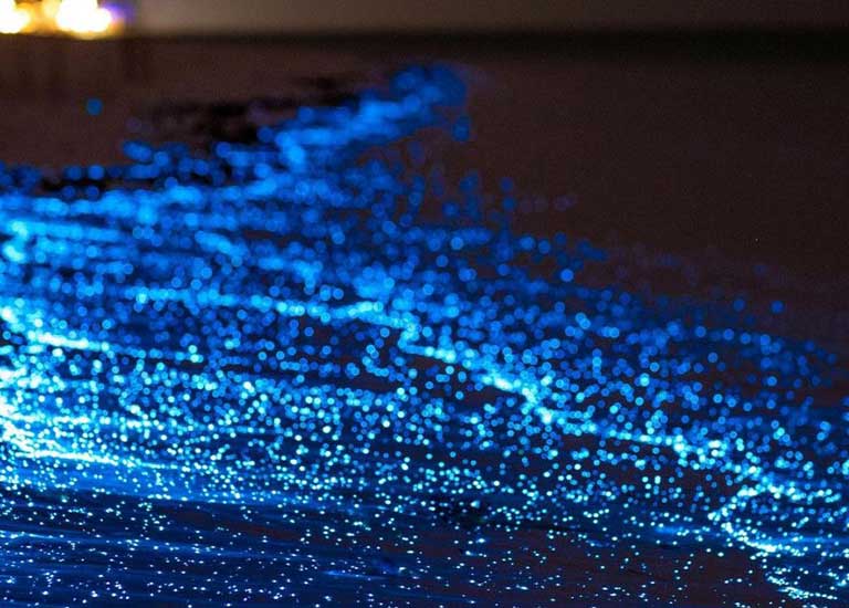 Maldivler tatilinde görebileceğiniz en büyüleyici doğa olayı olan Yıldız Denizi (Noctiluca scintillans) nedir, ne zaman ve nerede görülür? Detaylar ve en iyi tatil paketleri burada!